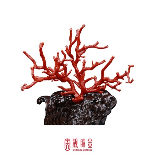 地中海之寶-沙丁珊瑚