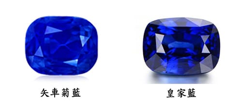藍寶之王-皇家藍V.S矢車菊藍